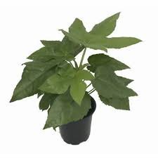 Fatsia Japonica